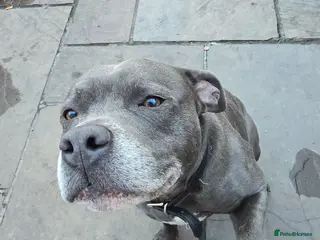 Staffordshire Bull Terrier dogs Blue staffy male, KC registered - Advert 2