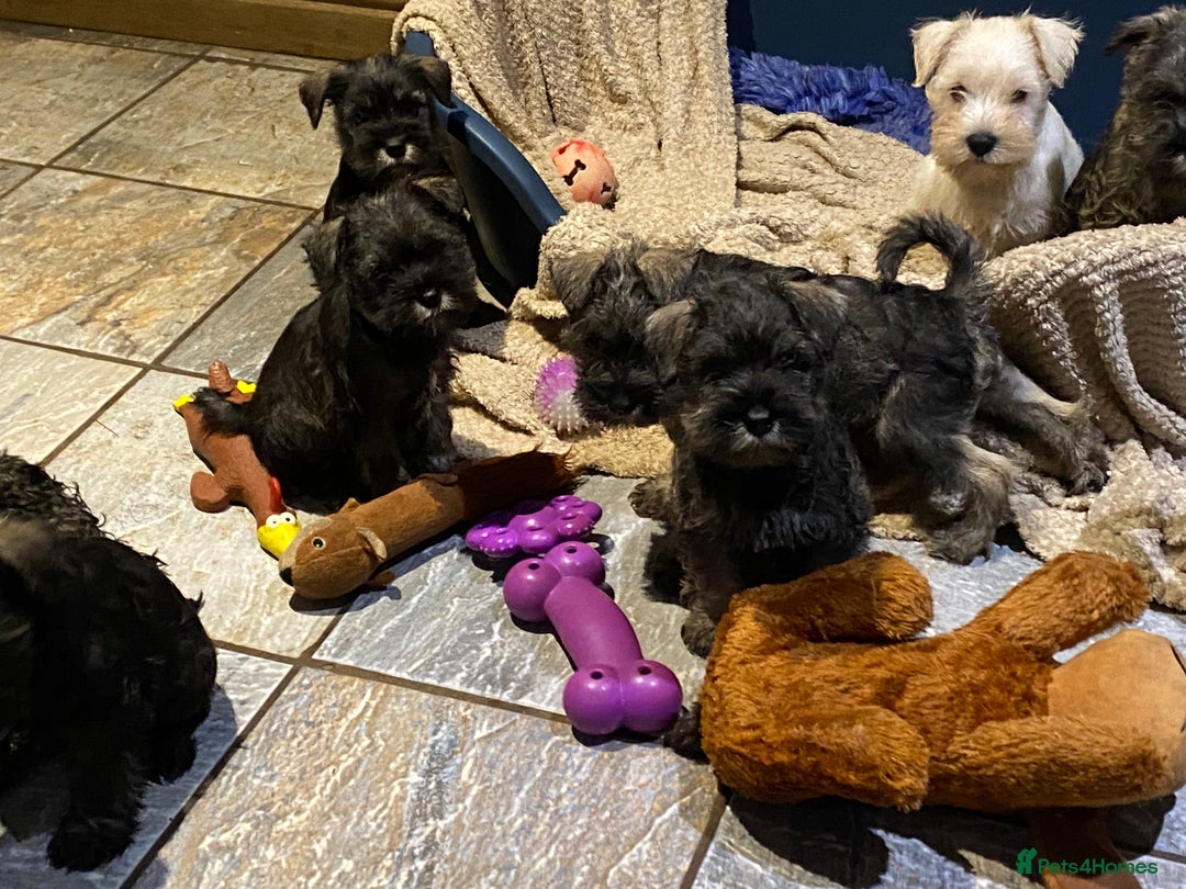 Miniature Schnauzer dogs for sale: Miniature schnauzer puppies  - Advert 9