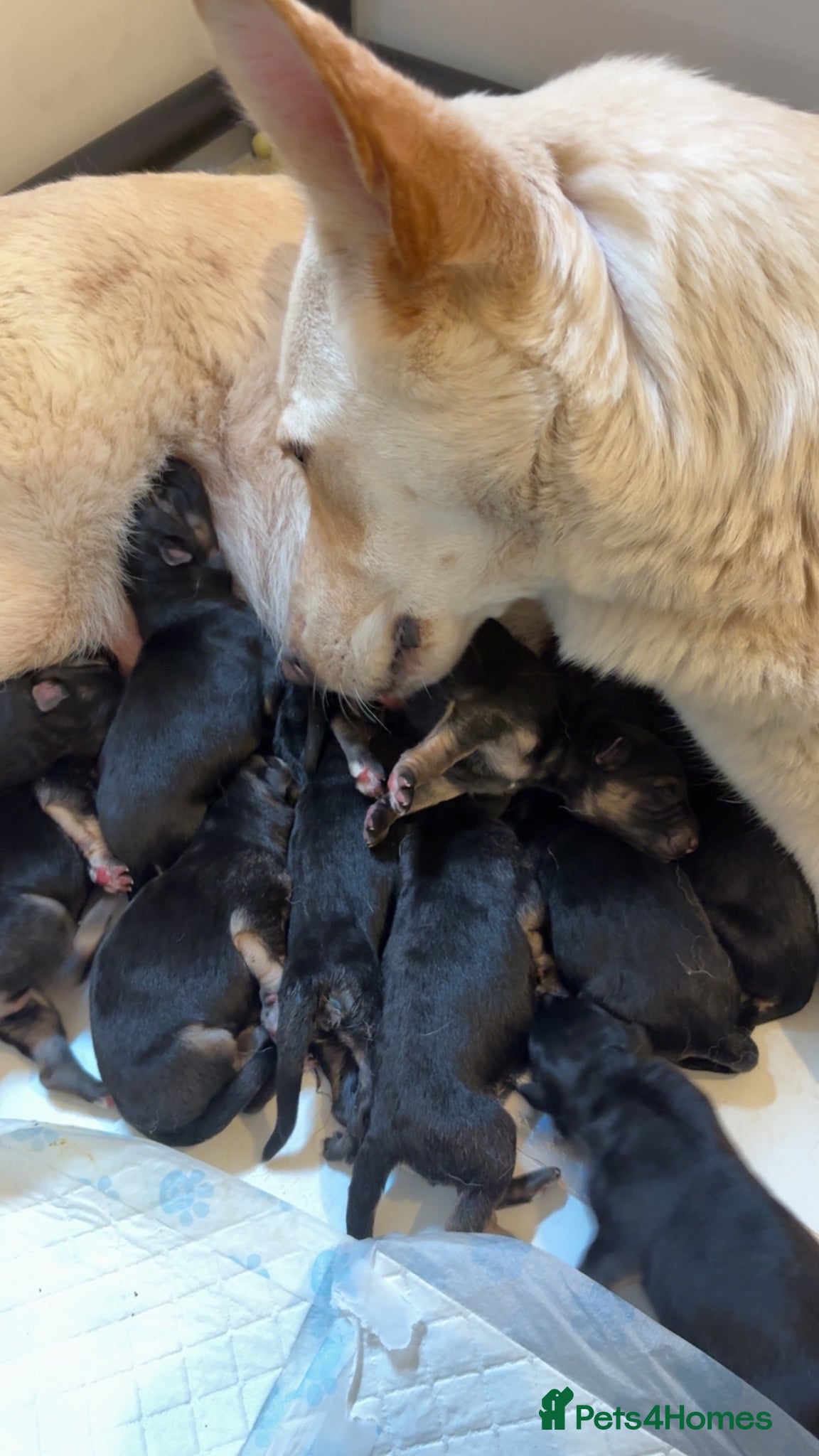 German Shepherd dogs German Shepard  - Advert 1