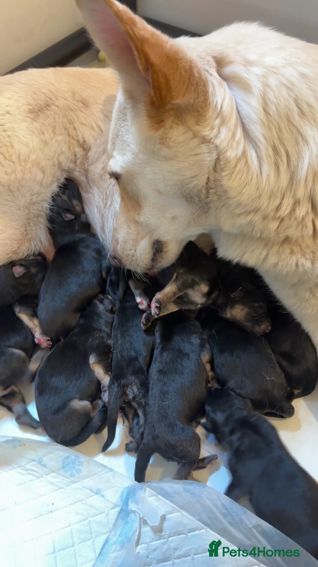 German Shepherd dogs for sale: German Shepard  in Edinburgh - Advert 1