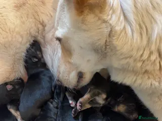 German Shepherd dogs German Shepard - Advert 1