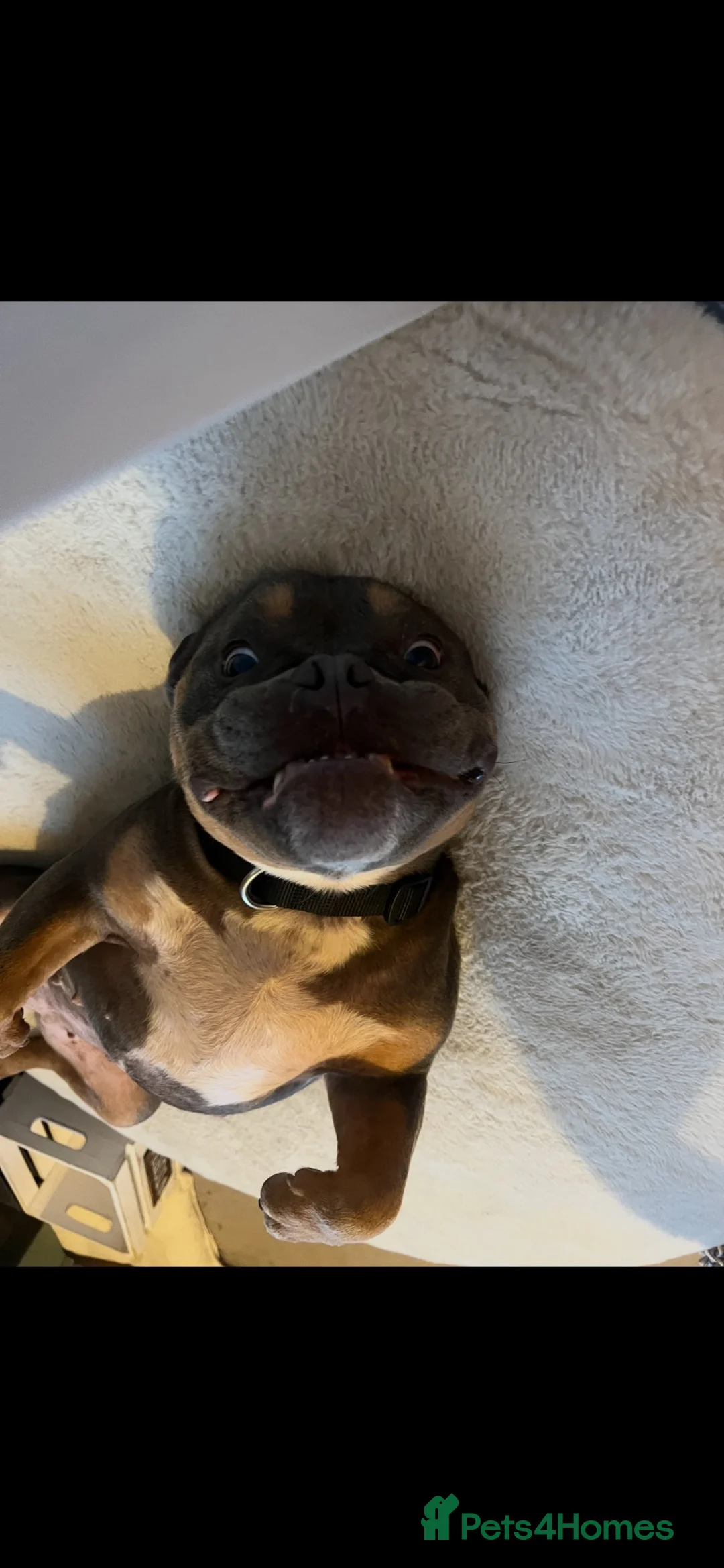 American Bully dogs for sale: Pocket bully  in Inverurie - Advert 2