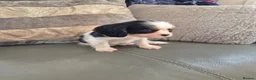 Cavalier King Charles Spaniel dogs for sale: KC Health Clear Cavalier King Charles Boys - Advert 13