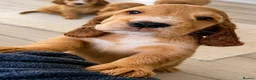 Cocker Spaniel dogs for sale: Last KC Golden Show Cocker Spaniel Boy Puppies - Advert 24