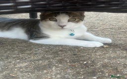 British Shorthair cats for sale: Bengal + Tabby mix (British Shorthair) in Farnborough - Image 5