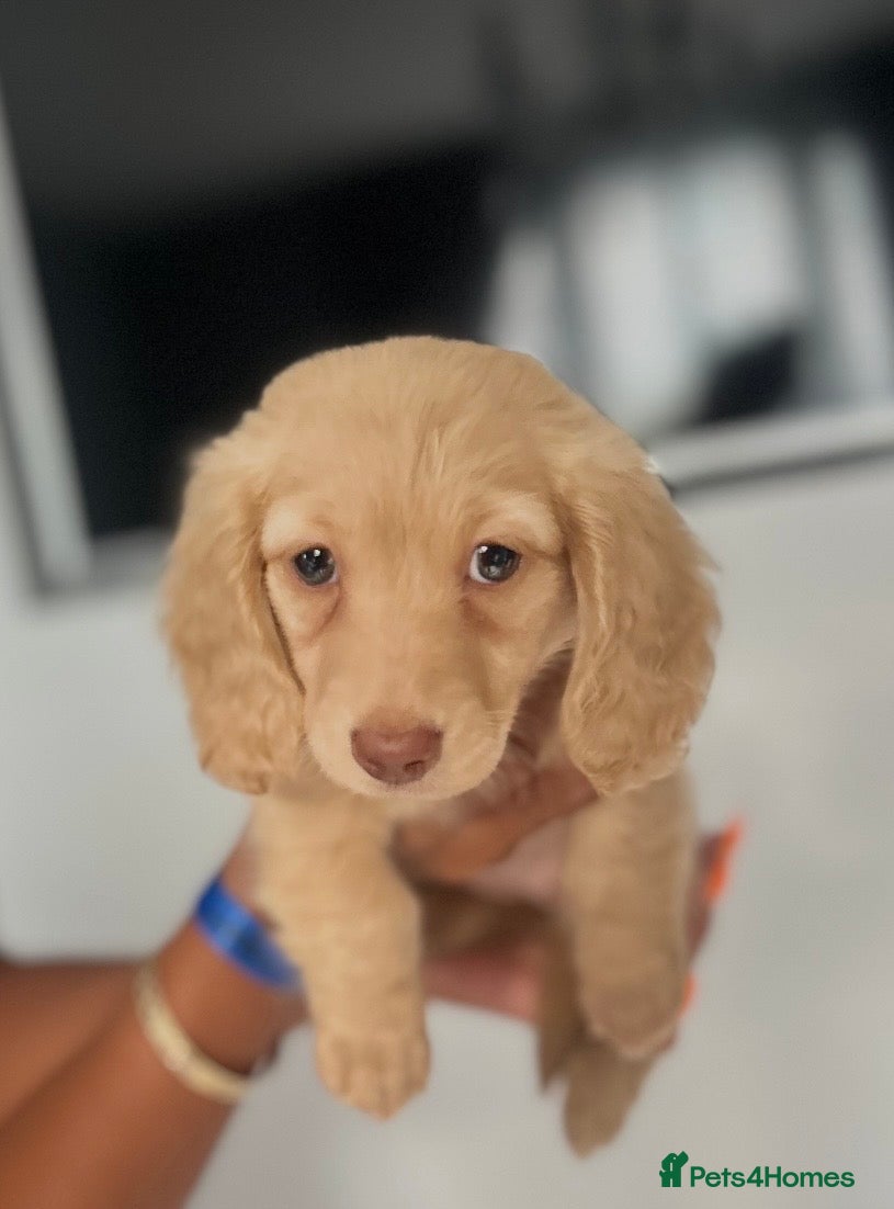 Miniature Dachshund dogs Cream long haired miniature dachshund puppies  - Advert 15