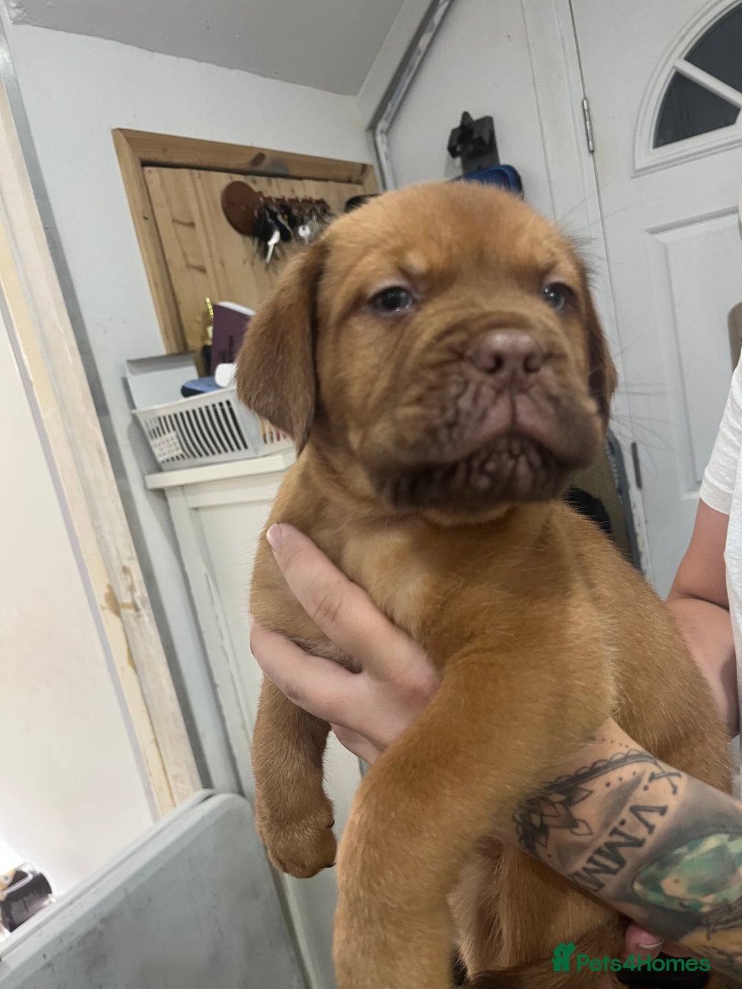 Dogue De Bordeaux dogs for sale: Dogue De Bordeaux Puppies - Image 1