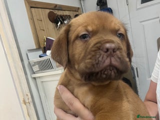 Dogue De Bordeaux dogs - Advert 27