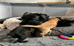 Labrador Retriever dogs for sale: Beautiful Labrador puppies 4 coats colour  - Image 7