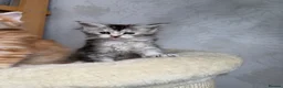 Maine Coon cats for sale: Maine coon kittens - Advert 8
