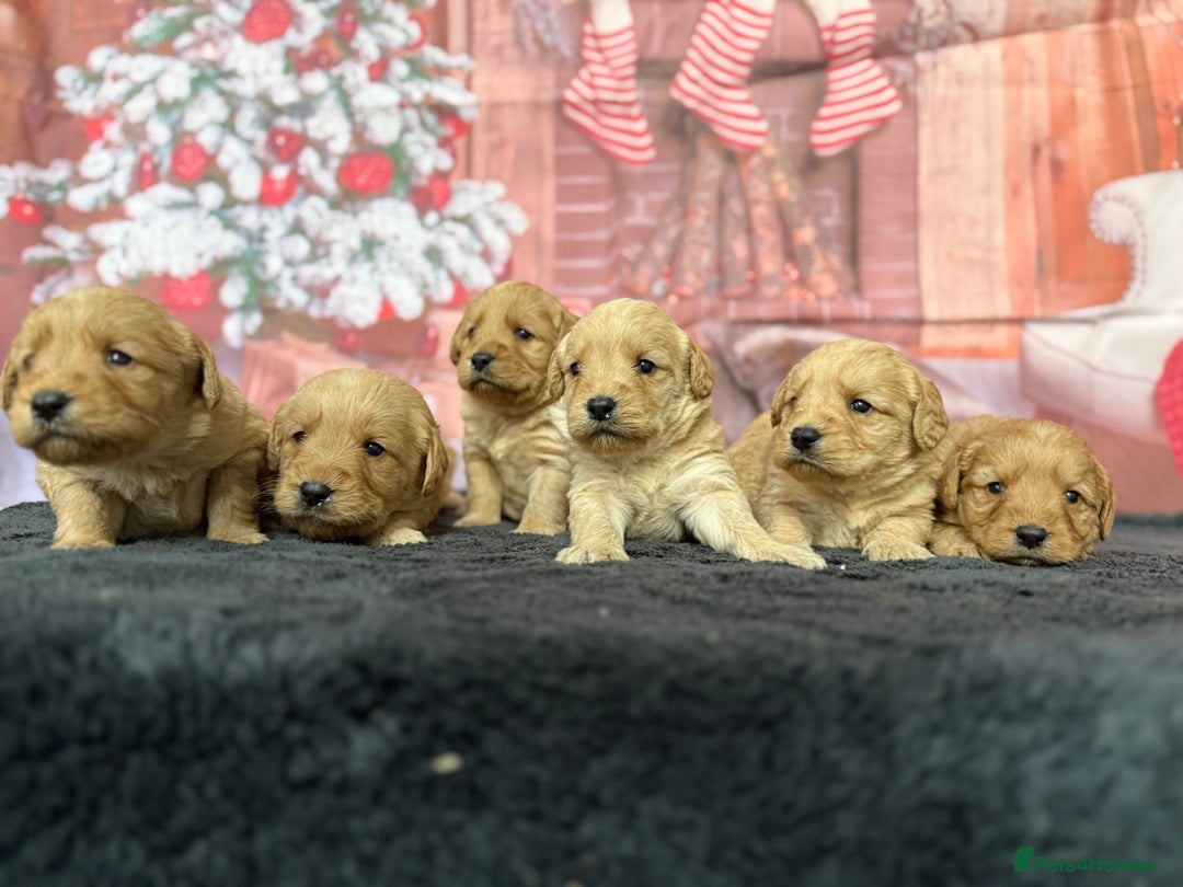 Labradoodle dogs for sale: Beautiful Miniature F1 Labradoodles - Advert 8