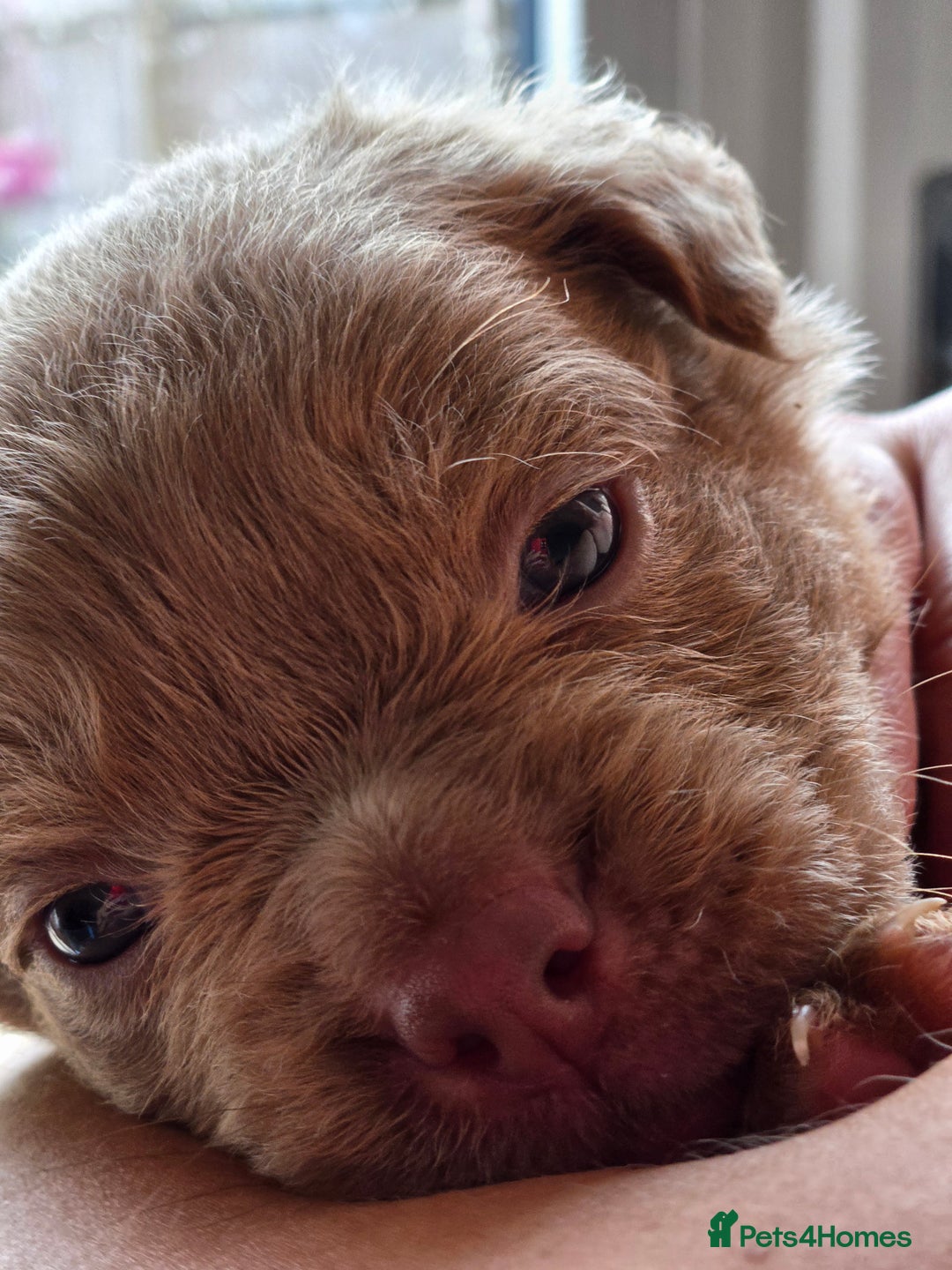 Olde English Bulldogge dogs for sale: Old english bulldoggee mammots - Image 17