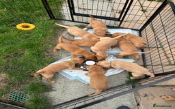 Labrador Retriever dogs for sale: KC Fox Red Labrador Pups - Health tested - Image 6