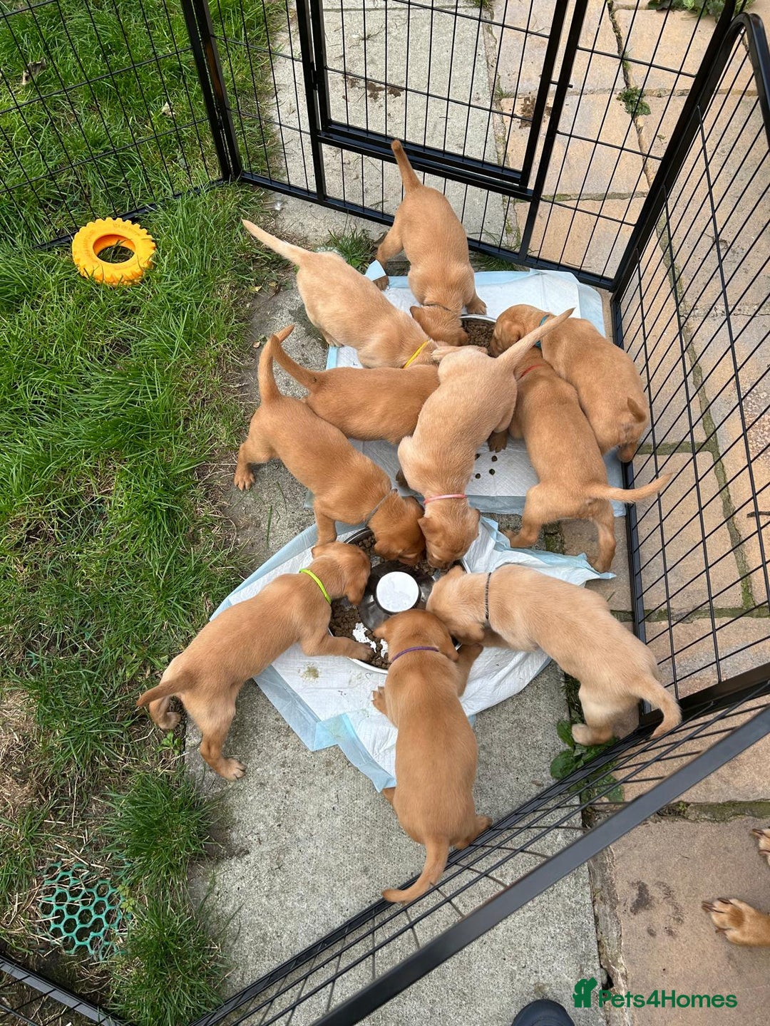 Labrador Retriever dogs for sale: KC Fox Red Labrador Pups - Health tested - Image 6