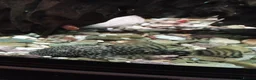 Plecos fish for sale: algae eaters - Advert 6
