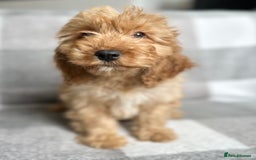 Cockapoo dogs for sale: Beautiful cockapoos looking for forever homes  - Image 14