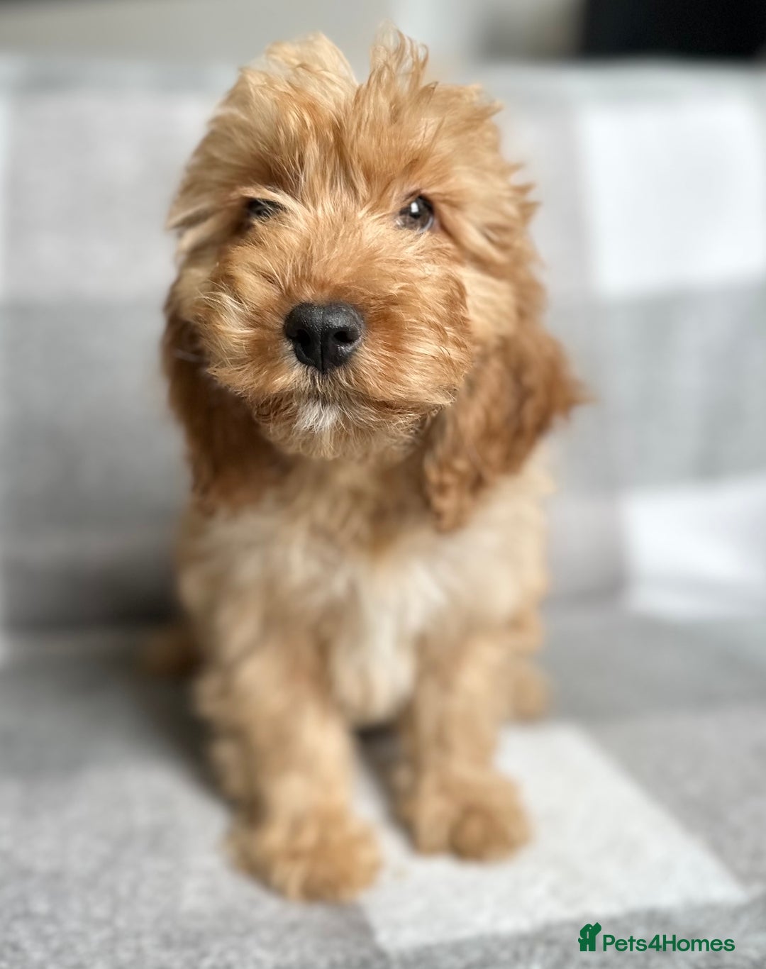 Cockapoo dogs for sale: Beautiful cockapoos looking for forever homes  - Image 14