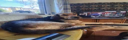 Mixed Breed dogs for stud: ANGUS STUD AVAILABLE Otterhound × Foxhound  46kg - Advert 6