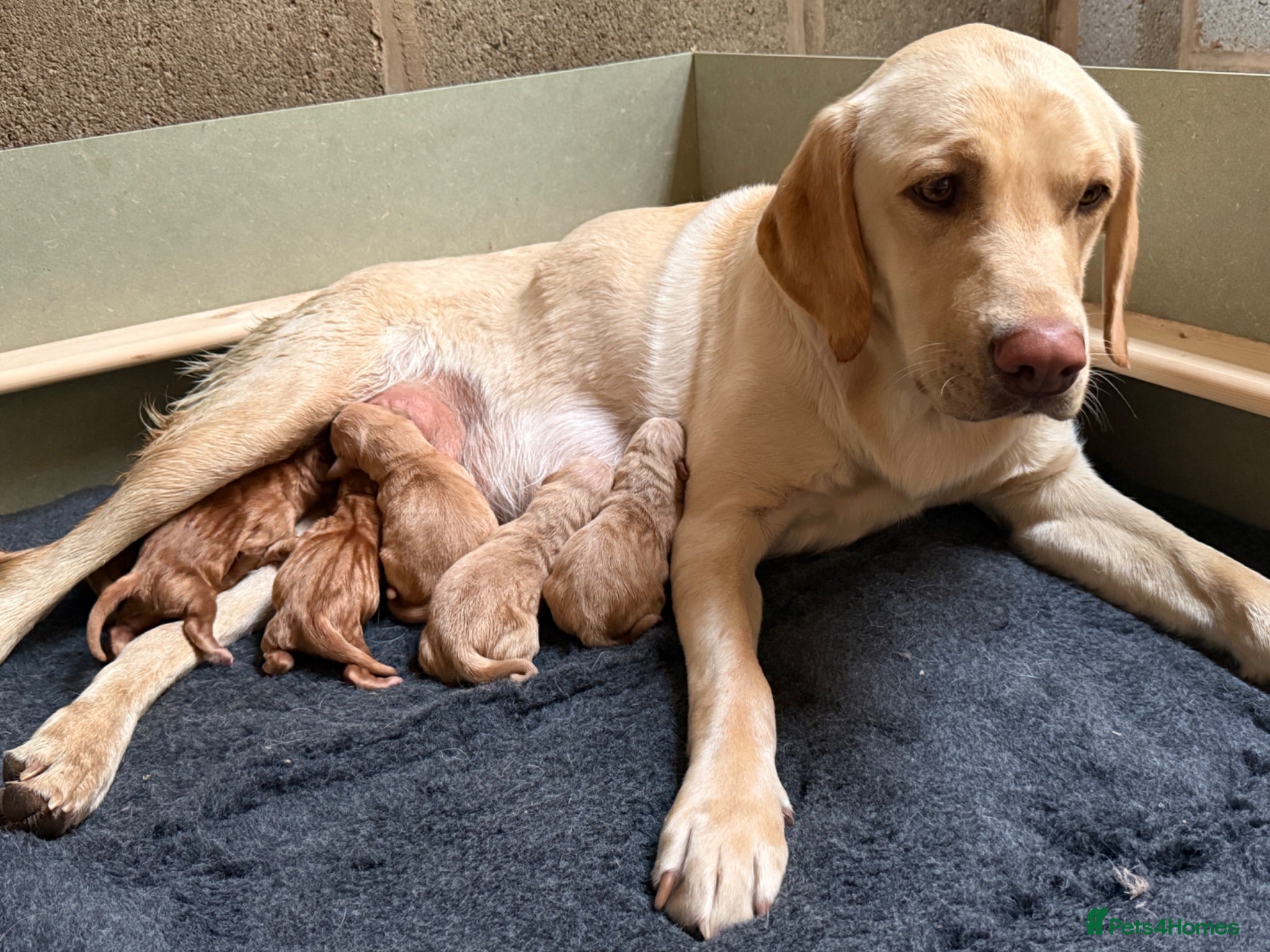 Labrador Retriever dogs KC Fox Red & Yellow Labrador Puppies - Advert 1