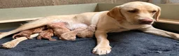 Labrador Retriever dogs for sale: KC Fox Red & Yellow Labrador Puppies - Advert 1