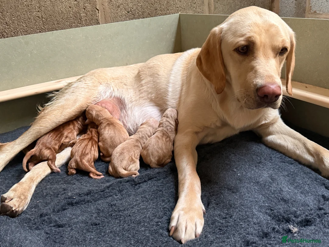 Labrador Retriever dogs for sale: KC Fox Red & Yellow Labrador Puppies - Advert 1