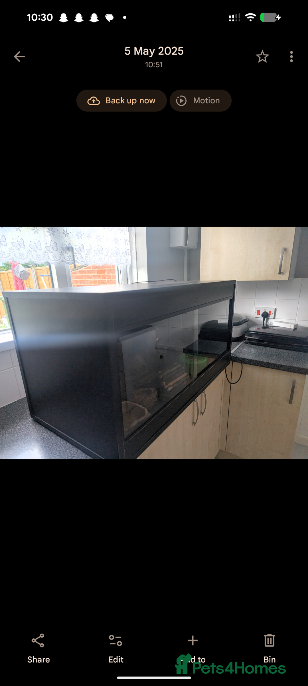 Leopard Gecko reptiles for sale: Friendly female leopard gecko  - Advert 5