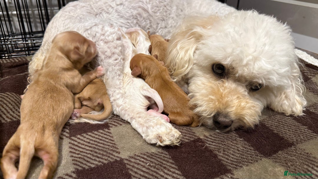 Cavapoochon dogs for sale: ✨Ruby & Blenheim Cavapoochons ❤️🐾 - Image 1