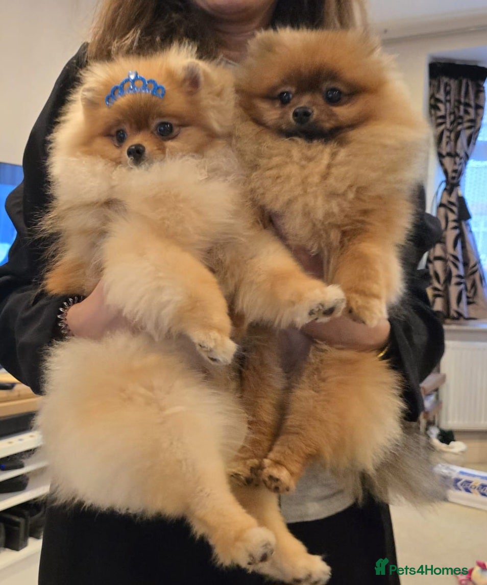 Pomeranian dogs Micro Teddy Poms Coco & Gigi - 12 & 8 Months - Advert 2