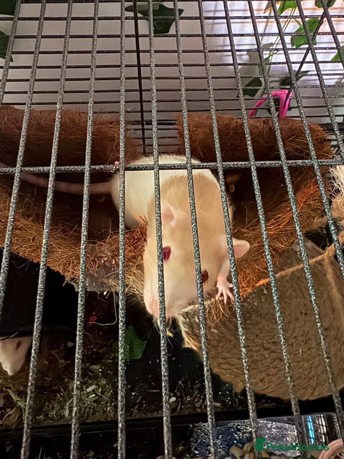 Rat rodents 2 beautiful female rats  - Advert 4