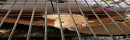Rat rodents for sale: 2 beautiful female rats  in Manchester - Advert 1