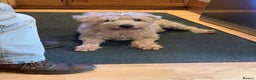 Soft Coated Wheaten Terrier dogs for sale: Soft coated Irish Wheaten terrier - Advert 1