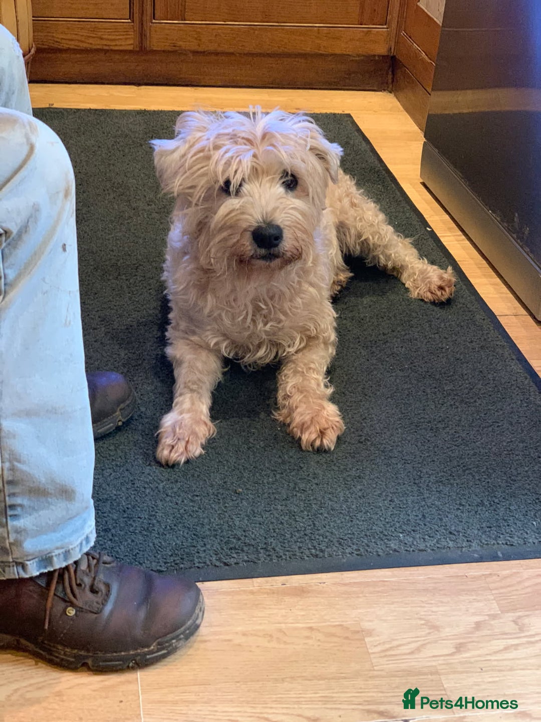 Soft Coated Wheaten Terrier dogs for sale: Soft coated Irish Wheaten terrier - Image 1