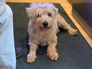 Soft Coated Wheaten Terrier dogs - Advert 24