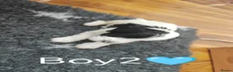 Havanese dogs for sale: Superb litter of K. C Registered havanese puppies - Advert 35