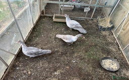 Ducks poultry for sale: Muscovy duck  - Image 10