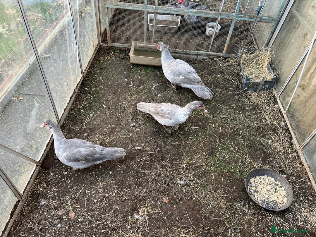 Ducks poultry for sale: Muscovy duck  - Image 10