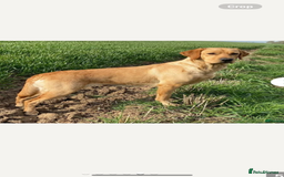 Labrador Retriever dogs for sale: Labradoor black 6months (Female) - Image 13