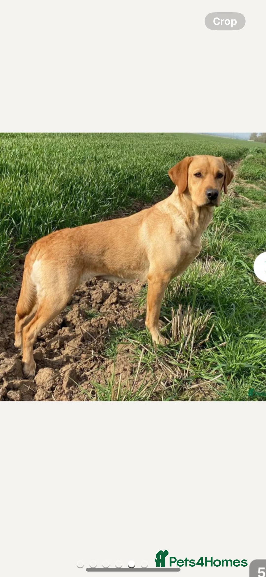 Labrador Retriever dogs for sale: Labradoor black 6months (Female) - Image 13