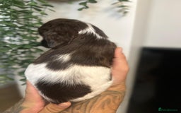 Sprocker dogs for sale: Sprocker puppies  - Image 2
