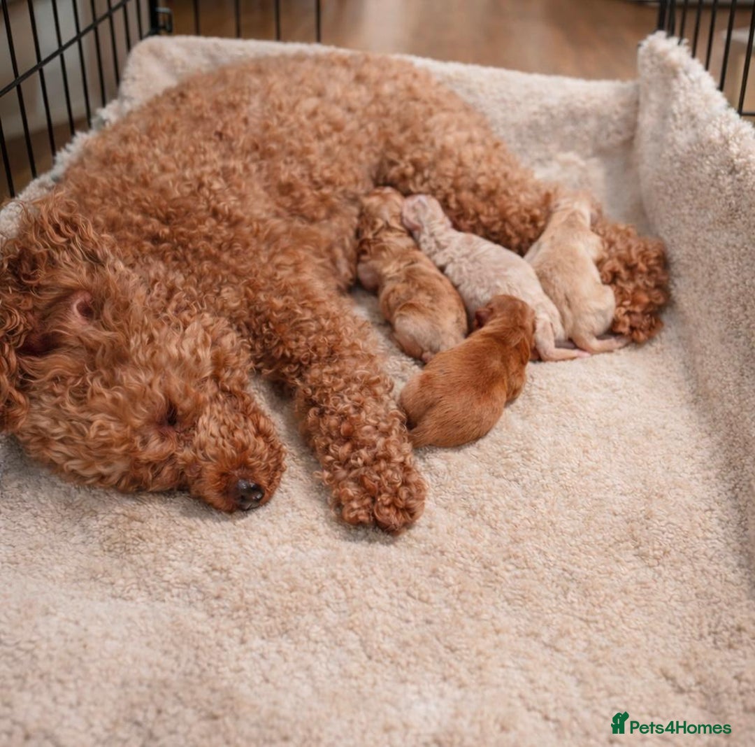 Maltipoo dogs for sale: Tiny Koreans maltipoo  - Advert 5