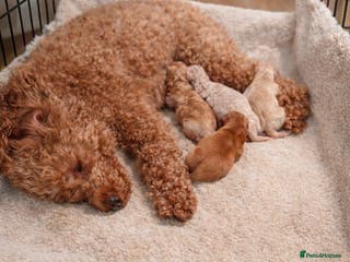 Maltipoo dogs Tiny Koreans maltipoo - Advert 3