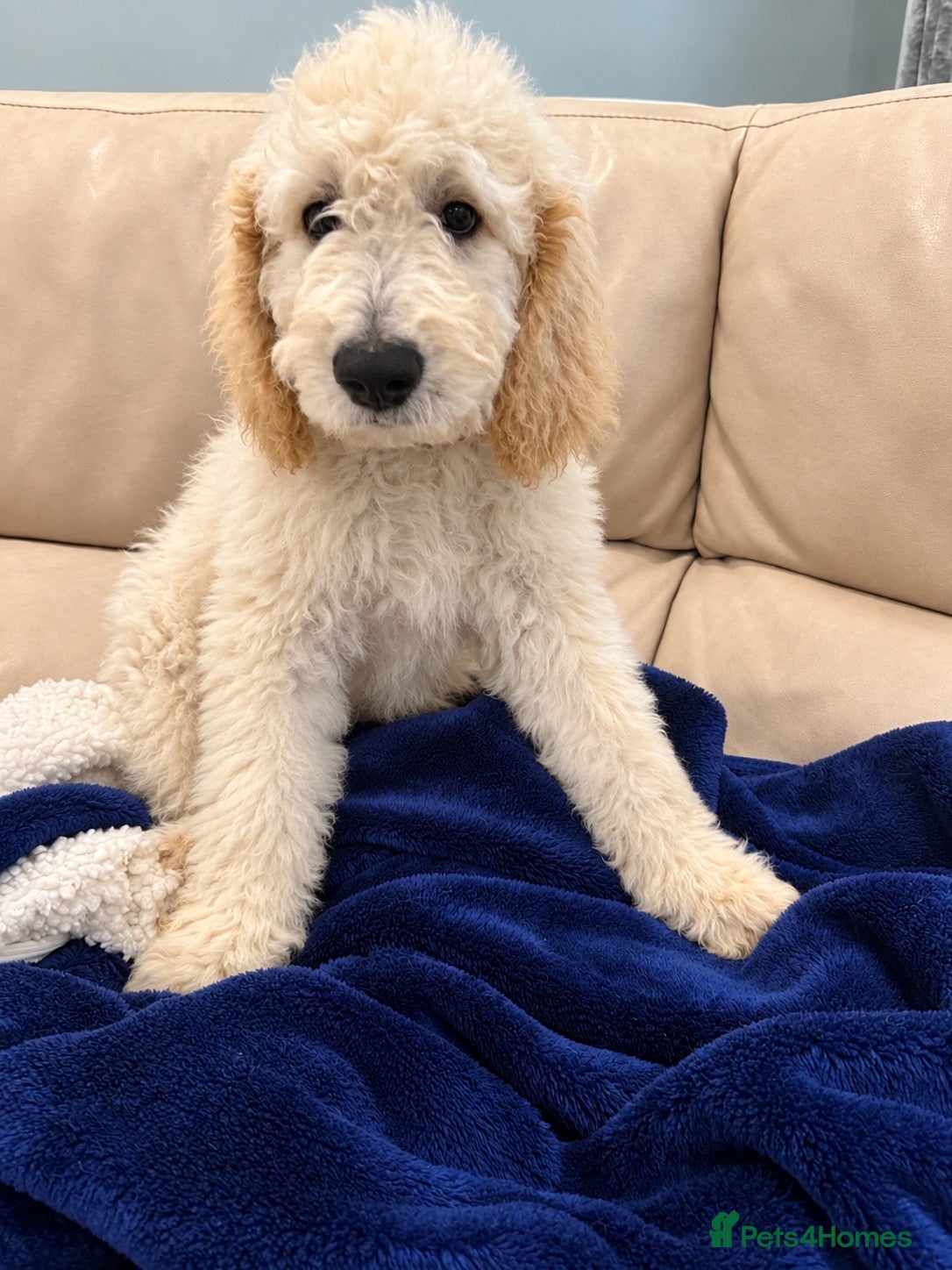 Goldendoodle dogs 🐾 Goldendoodle large puppies ready now 🐾 - Advert 2
