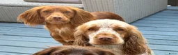 Cocker Spaniel dogs for sale: Cocker Spaniels - Advert 6