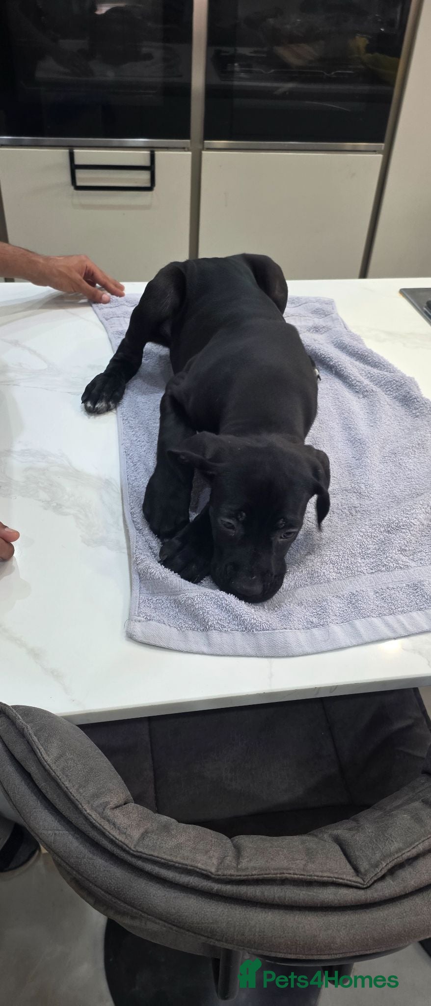 Cane Corso dogs Cane Corso Puppies - Advert 2