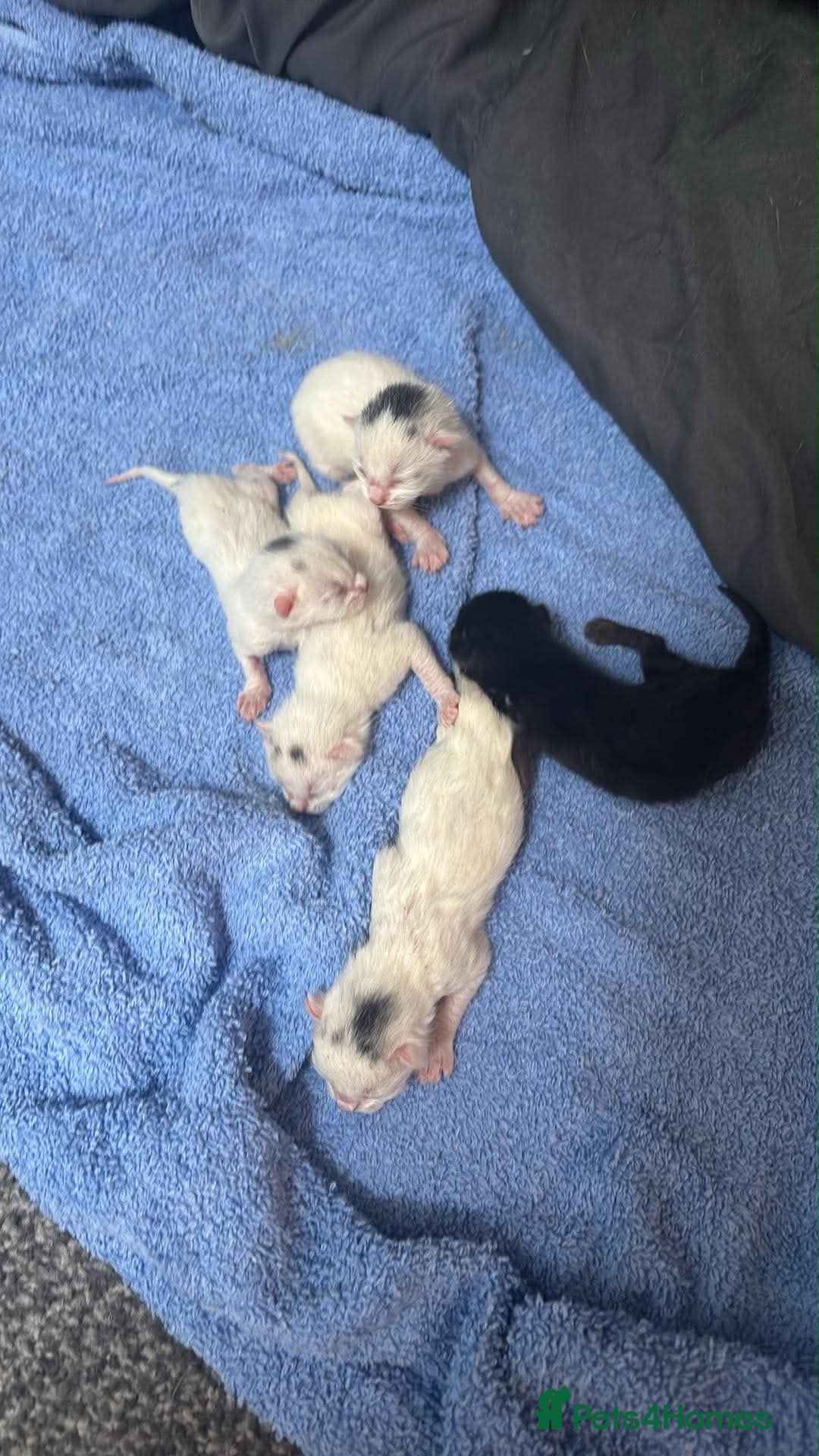 Mixed Breed cats 5 kittens just been born  - Advert 14