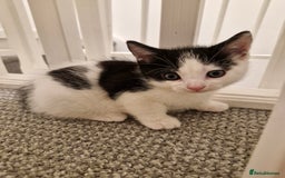 Mixed Breed cats for sale: 2 female kittens - Image 1