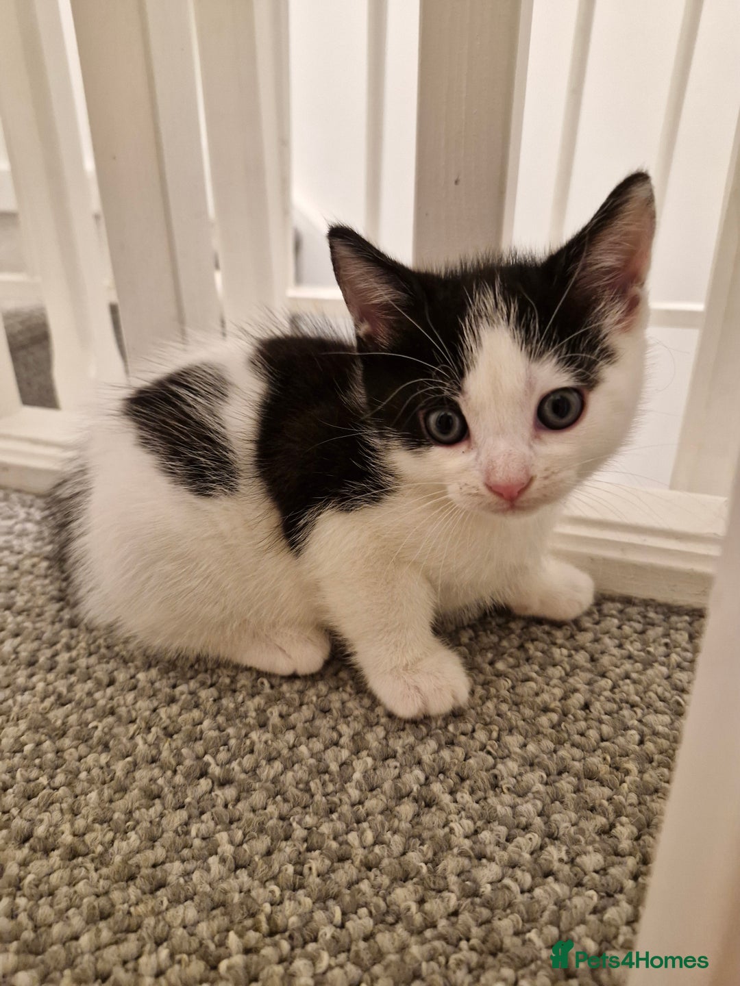 Mixed Breed cats for sale: 2 female kittens - Image 1