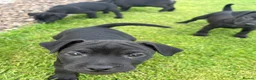 Patterdale Terrier dogs for sale: Patterdale Terrier Puppies  - Advert 9