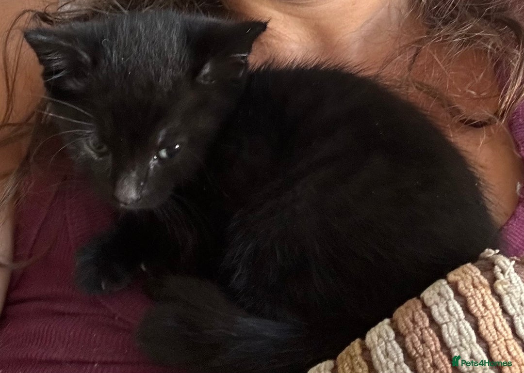 Domestic Shorthair cats for sale: Beautiful black kittens  - Image 4