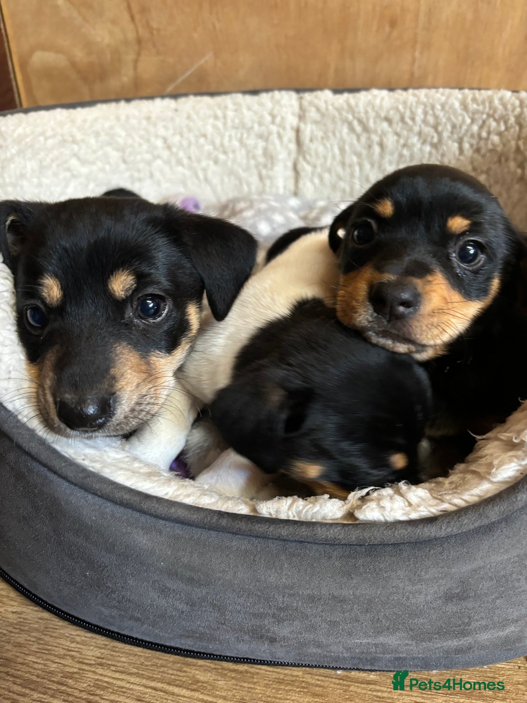 Mixed Breed dogs for sale: Jack Russell x Dachshund  - Image 4
